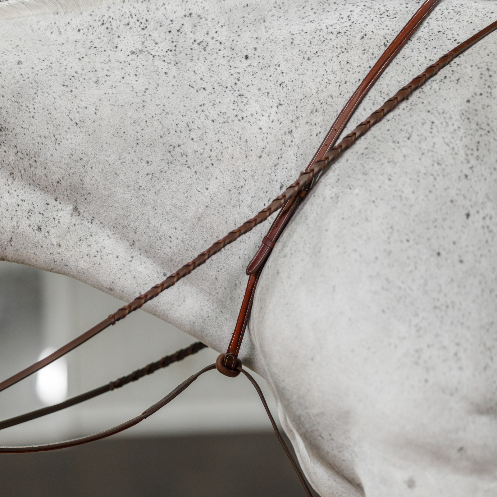 Side profile close up view of a grey horse wearing a brown standing martingale and laced reins. 