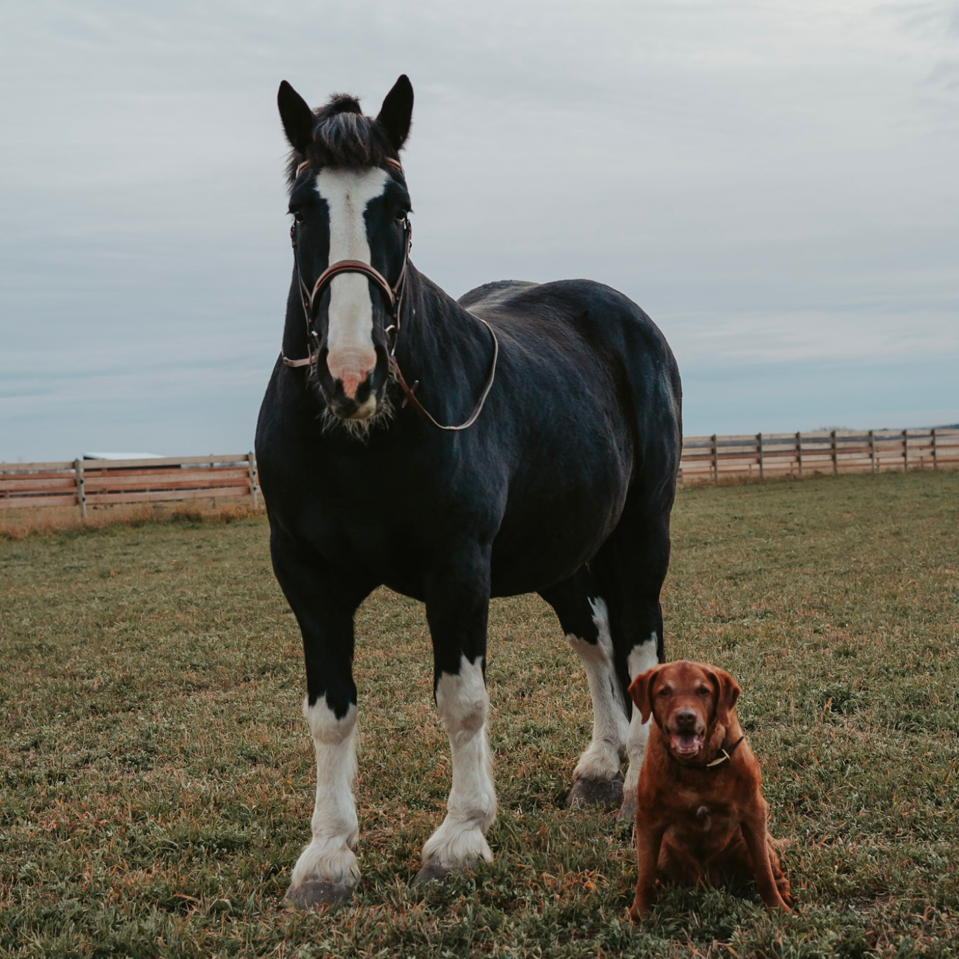 Horse and dog standing together in a grassy field with a wooden fence and cloudy sky in the background.