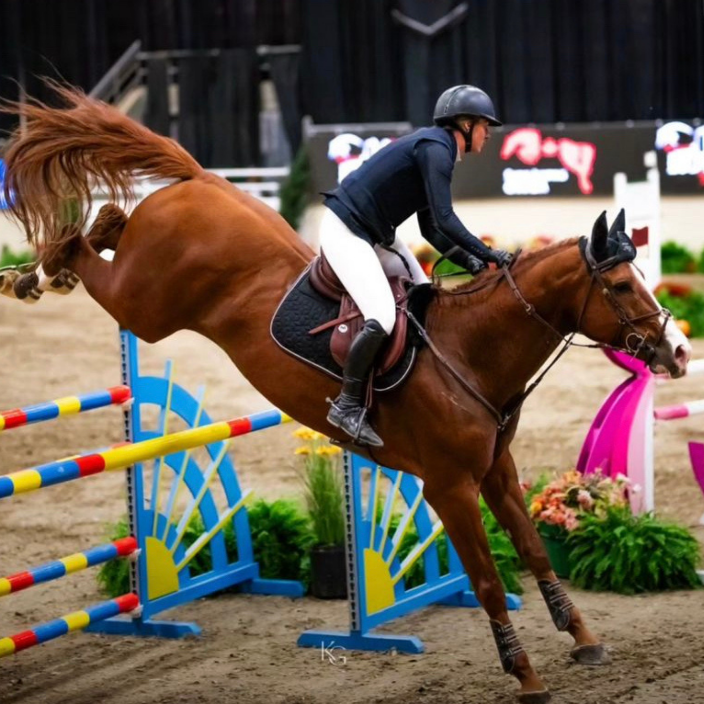 Ellicia Edgar and Messenger VF landing off an oxer at Royal West horse show.
