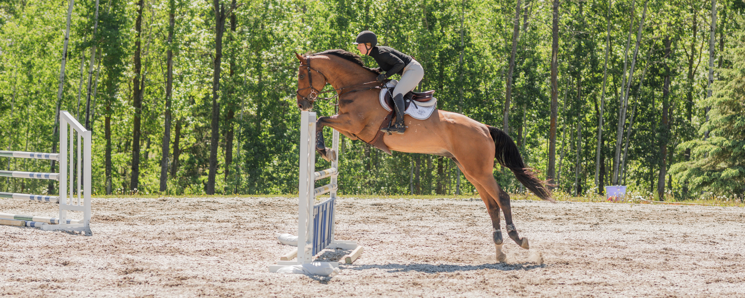 Bay horse and female rider jumping over a blue and white vertical in an outdoor sand ring with trees in the background. 