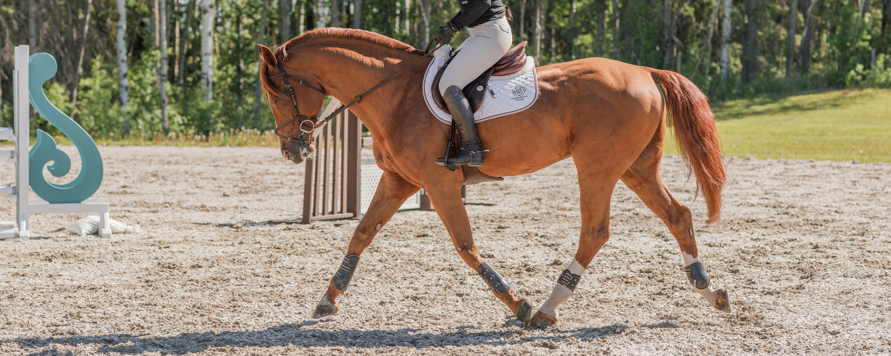 Chestnut horse trotting in an outdoor sand ring wearing a brown Meyer Act 2 saddle, white saddle pad, and brown Hudson stud girth with a rider on board.