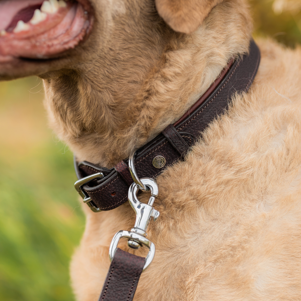 PREORDER: Grain Leather Dog Collar