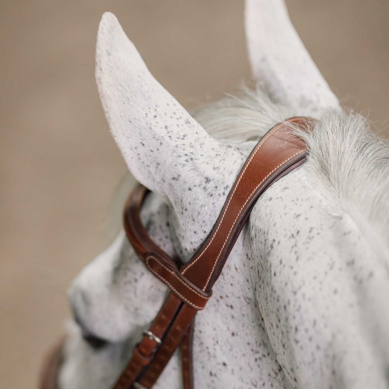 Close-up of a grey horse wearing a brown hunter bridle, focused on the crownpiece. 