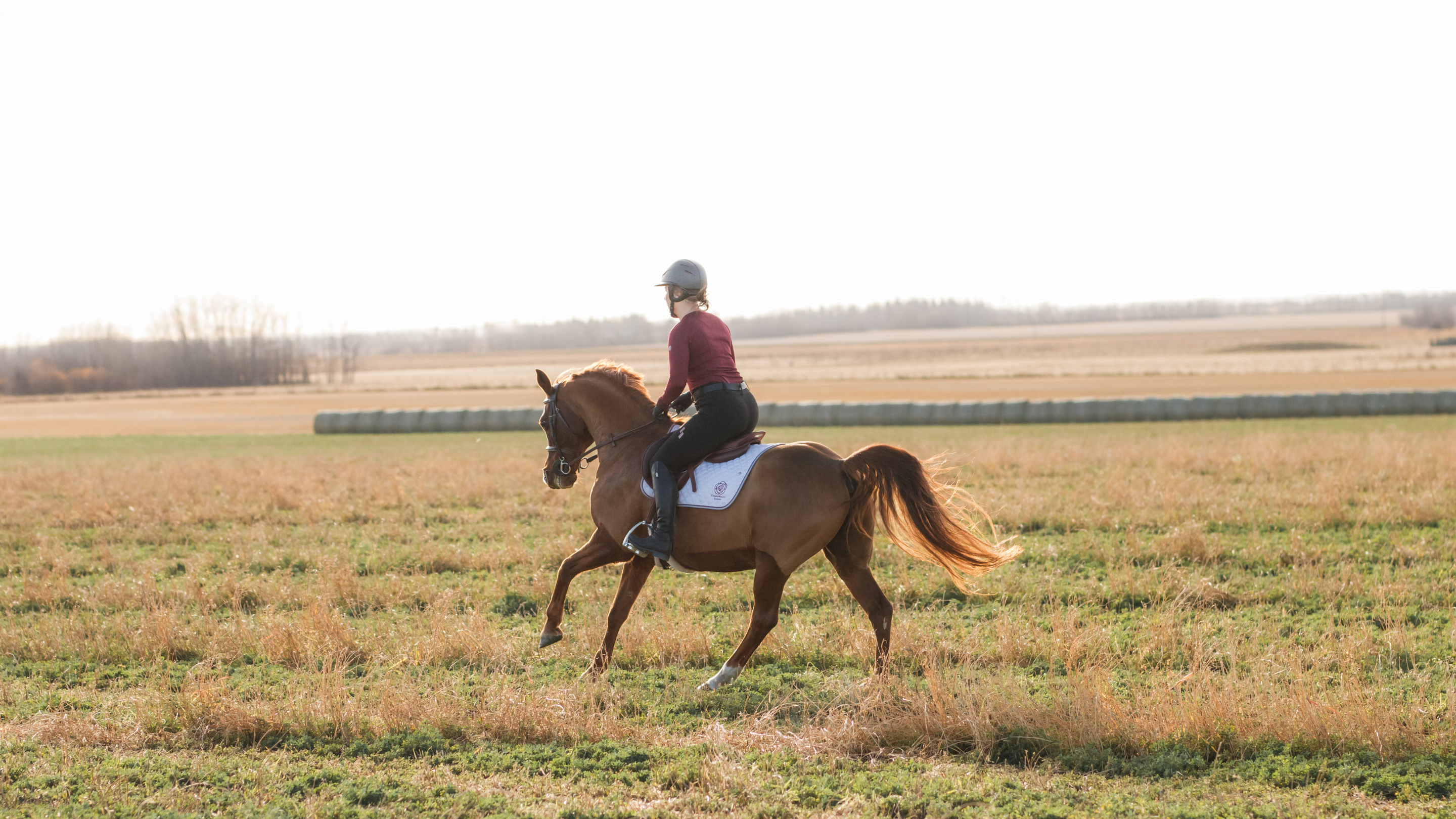 Rider in burgundy shirt and chestnut pony wearing a Meyer saddle and white CommonWealth Ogilvy pad cantering in an open field with hay bales in the background. 