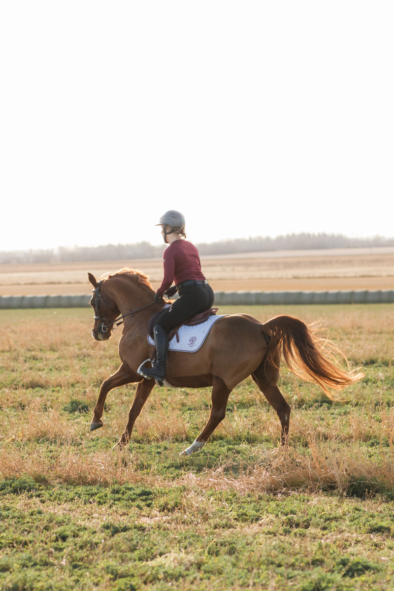 Rider in burgundy shirt and chestnut pony wearing a Meyer saddle and white CommonWealth Ogilvy pad cantering in an open field with hay bales in the background. 