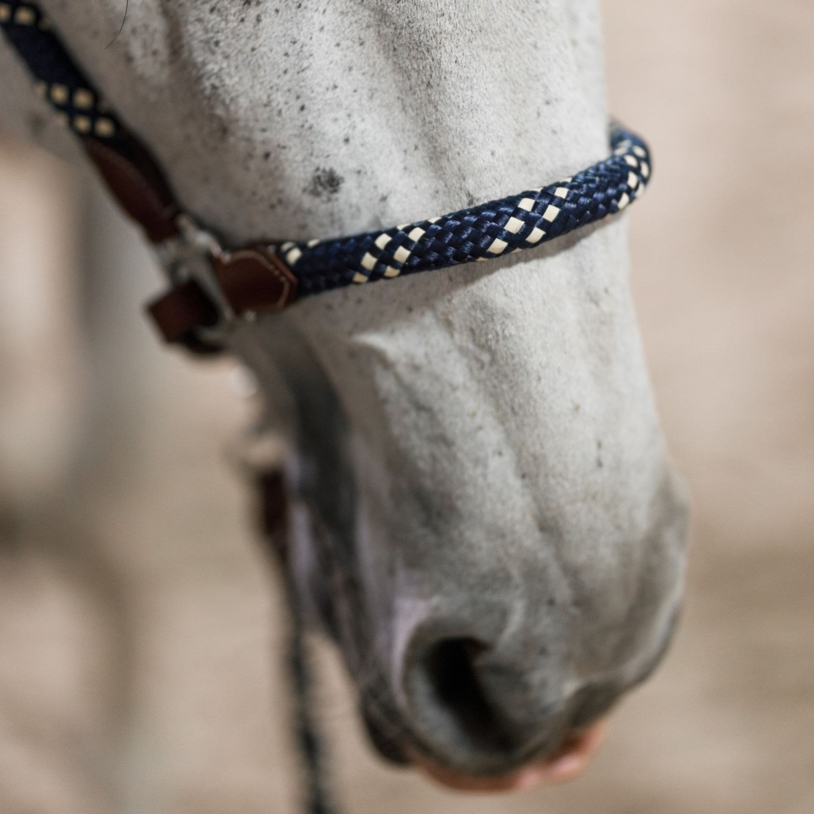 Close-up of a grey horse's nose wearing a Banff leather and rope halter. The rope is blue and white and the leather is brown.