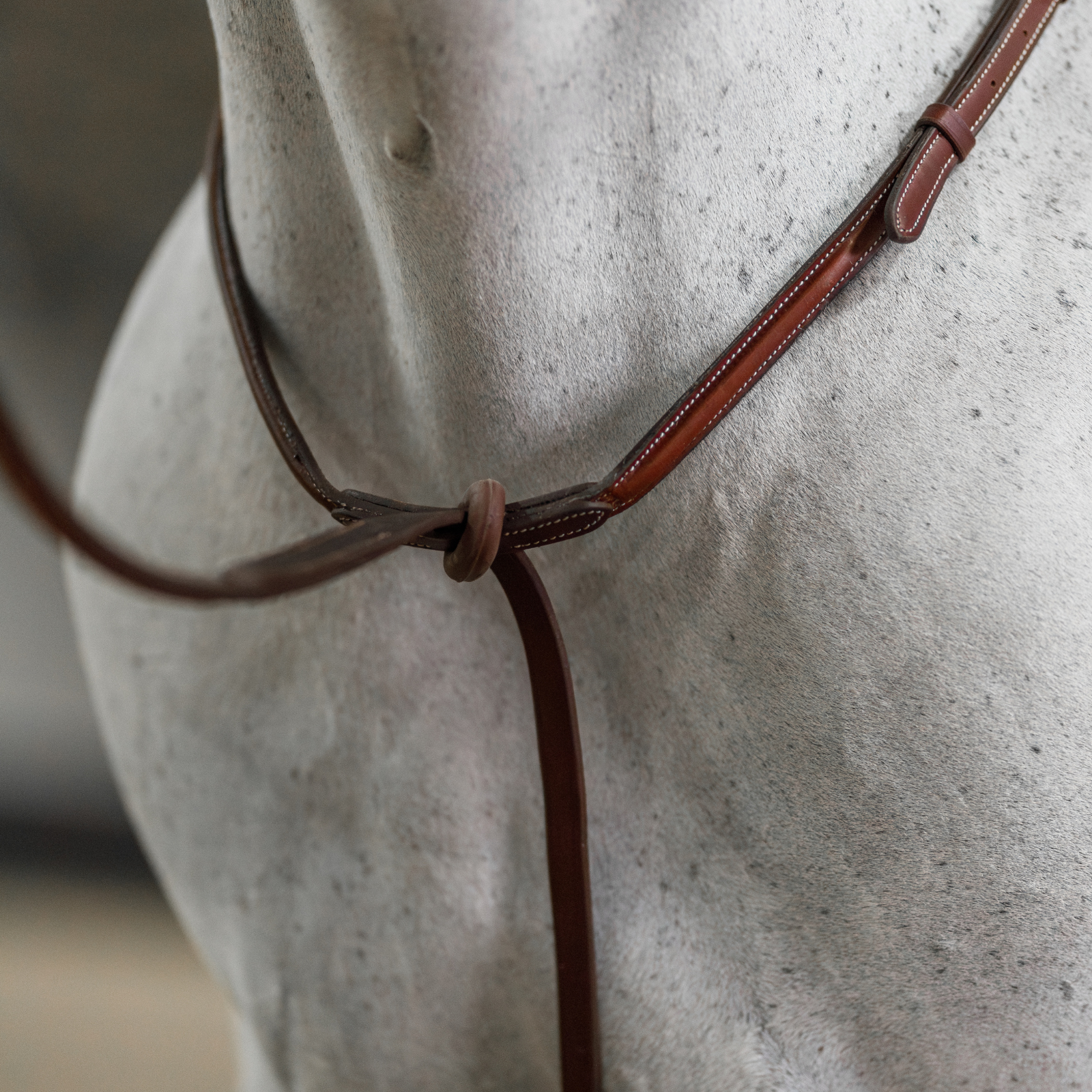 Close-up of a grey horse wearing a brown standing martingale with a blurred background