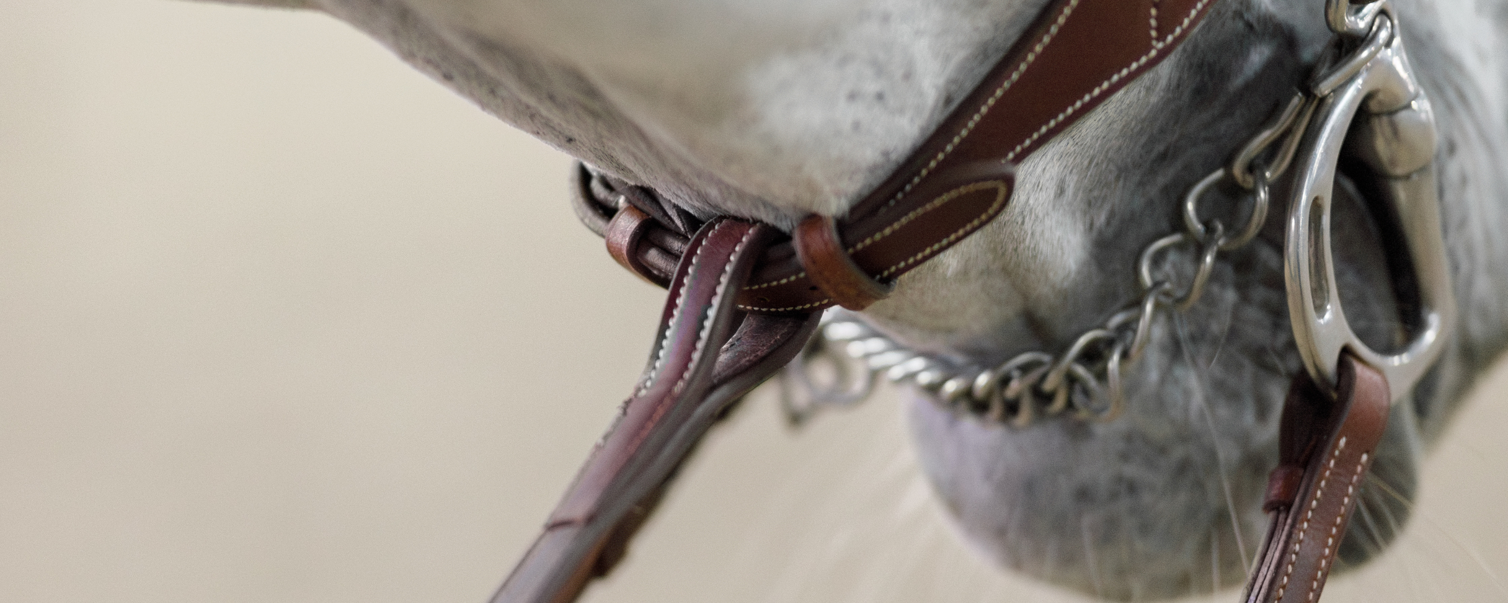 Close up of the underside of a grey horse's muzzle highlighting the attachment point of a standing martingale to the bridle's noseband. 