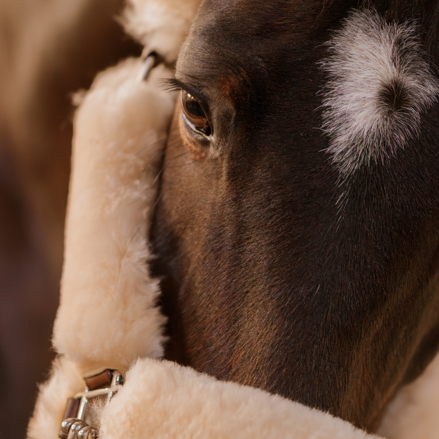 Close-up of a bay horse wearing a fluffy sheepskin halter.