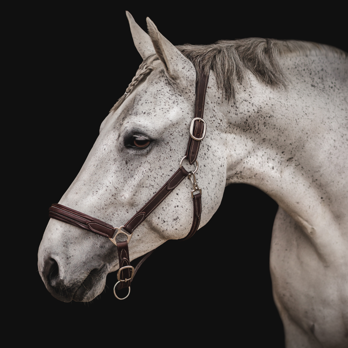 Grey horse wearing a brown leather Waterton halter on a black background