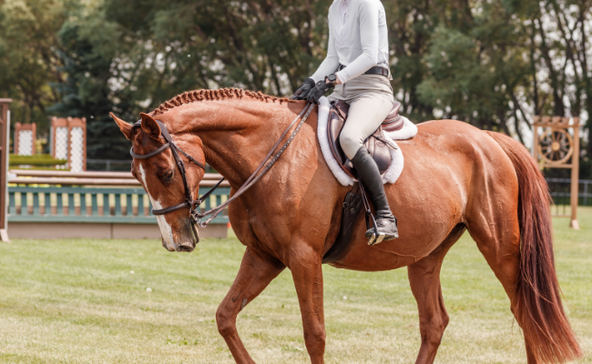 Person sitting on a chestnut horse, walking out of a grass hunter ring.